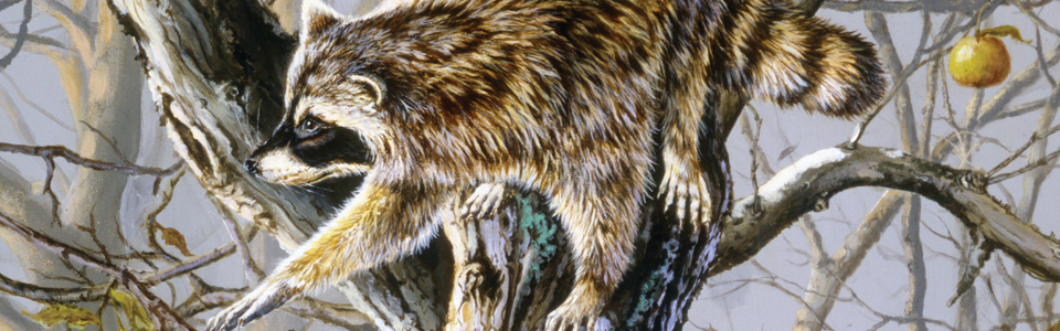 © Ringtail Raiders—Jack Paluh Oct