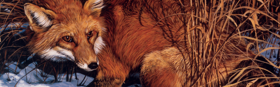 © Red Alert—Bruce Miller Nov