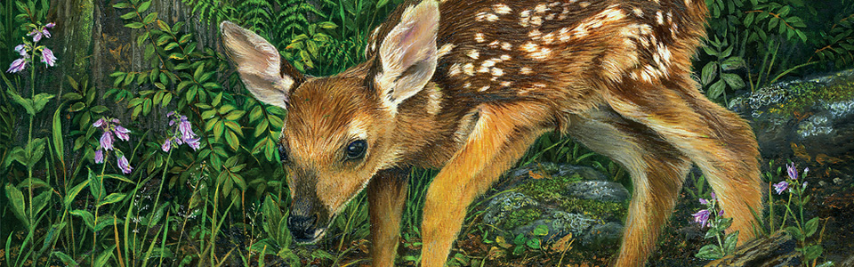 © New Friends of the Forest — Karla Mann Mar